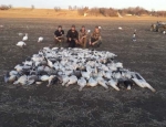 snow goose hunting