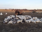 snow goose hunting