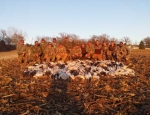 Guided Snow Goose Hunting