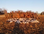Guided snow goose hunts