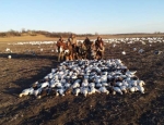 Snow Goose HUnting in Missouri