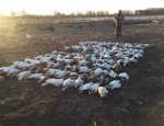 Snow goose hunting