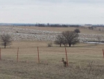 Snow Geese