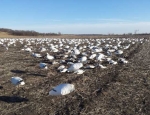 Snow Geese