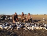 Guided Snow Goose Hunting