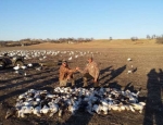 Professional Snow Goose Guides