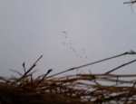 Missouri waterfowl hunting