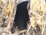 spring snow goose hunting