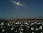 snow goose hunting Missouri