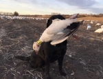 Snow goose hunting