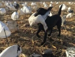 spring snow goose hunting