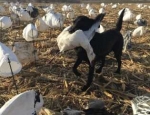 spring snow goose hunting