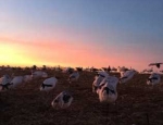 snow goose hunting