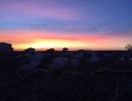 spring snow goose hunting