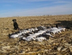 snow geese