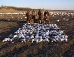 snow goose hunting