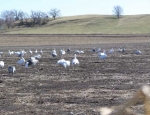 Missouri snow goose hunt