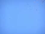 Snow Geese