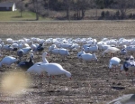 Snow Goose hunts