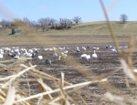 Snow Goose