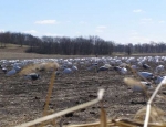 Guided Snow Goose hunts