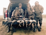 specklebelly goose hunting
