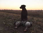 specklebelly geese