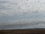 snow geese