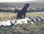 Missouri goose hunt