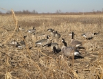 goose hunting