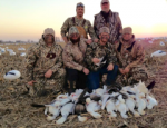 spring snow goose hunting