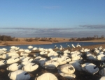 spring snow goose hunting