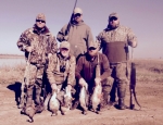 specklebelly goose hunting