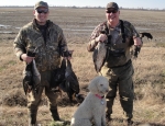 specklebelly goose hunting