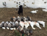 guided duck hunting