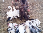 snow goose hunting