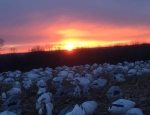 spring snow goose hunting