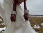 Ross goose