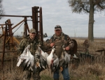 snow geese