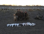 snow geese