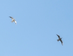 snow geese