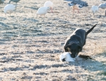 snow goose hunt