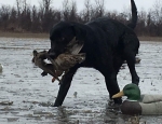 Missouri duck hunting