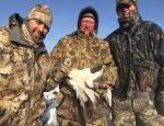 snow goose hunting