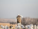 snow goose hunting guide