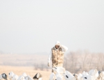 snow geese