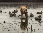 duck hunting