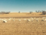 snow goose decoys