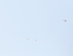 snow geese