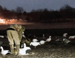 Missouri snow goose hunting